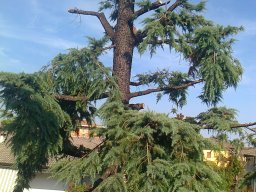 Potatura degli alberi SBAGLIATA